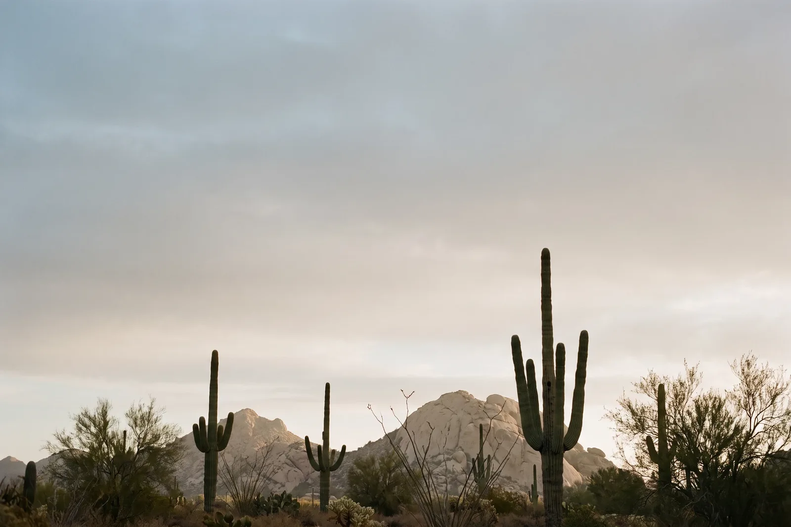 Quiet Sonoran Desert landscape with saguaros and pale foothills near Scottsdale, Arizona